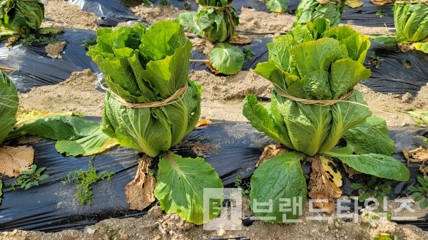 이제 속이 꽉 차기를 기다려야 할 시간/사진=브랜드타임즈®