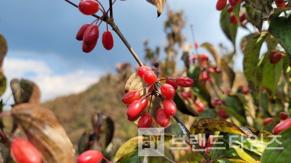 산수유 축제는 있는데 산수유 열매 축제는 왜 없을까?/사진=브랜드타임즈®