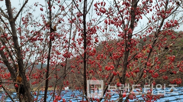 눈이 부시도록 붉으 산수유 열매/사진=브랜드타임즈