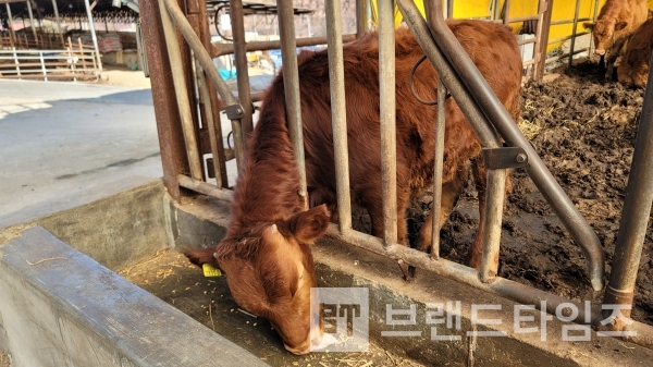 마지막 한 알까지 다 먹어 치울 듯이 먹어 대는 횡성한우 숫송아지/사진=브랜드타임즈®