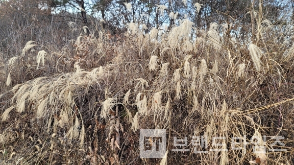 갈대의 겨울 준비/사진=브랜드타임즈