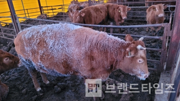 눈 맞은 소가 아닙니다. 횡성한우가 맞이하는 한 겨울 아침의 모습/사진=브랜드타임즈®