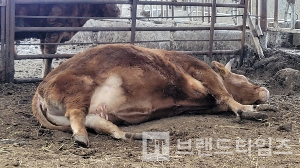 죽은 거 아님. 설날을 맞아 쉬고 있는 횡성한우 암소/사진=브랜드타임즈®