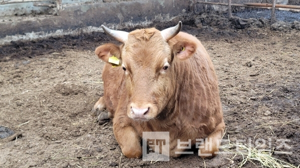 비육 8개월 횡성한우 암소/사진=브랜드타임즈®