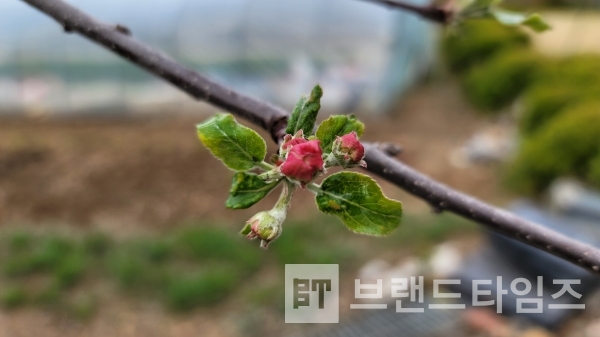 강원도 횡성군 두메산골의 사과나무/사진=브랜드타임즈®