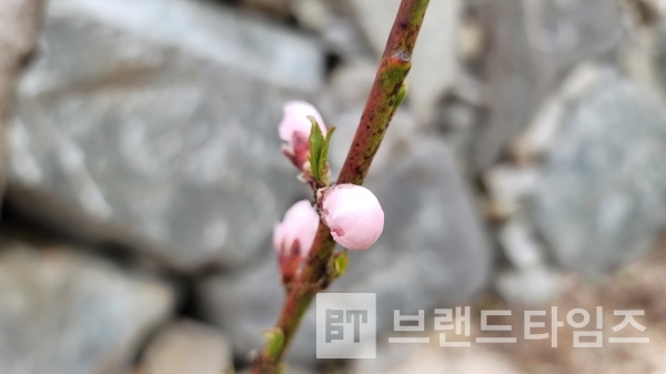 강원도 횡성군 두메산골의 복숭아나무 꽃망울/사진=브랜드타임즈®