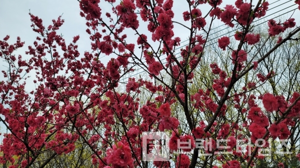 횡성군농업기술센터 앞에 있는 빨간색 벗꽃/사진=브랜드타임즈®