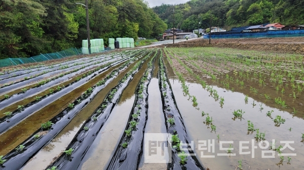 반가운 봄비에 감자와 완두콩은 물바다/사진=브랜드타임즈®