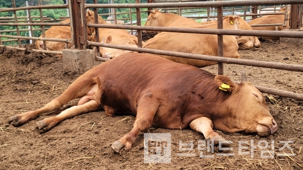 부처님오신날 횡성한우/사진=브랜드타임즈®