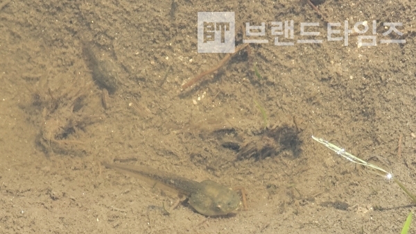 살짝 뭔가를 느끼기만 해도 숨기 바쁜 올챙이는 사진 찍기가 매우 힘들가다/사진=브랜드타임즈®