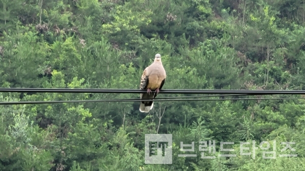 비를 맞고 있는 외로운 산비둘기/사진=브랜드타임즈®