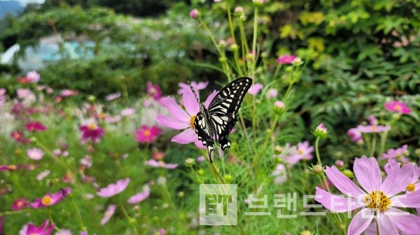 나비
