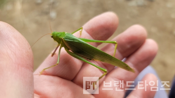 인간과 마지막 인사를 하는 여치의/사진=브랜드타임즈