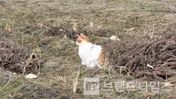 한가롭게 휴식을 취하고 있는 들고양이/사진=브랜드타임즈®