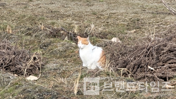 한가롭게 휴식을 취하고 있는 들고양이/사진=브랜드타임즈®