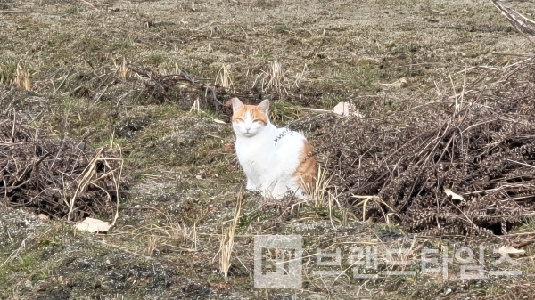 한가롭게 휴식을 취하고 있는 들고양이/사진=브랜드타임즈®