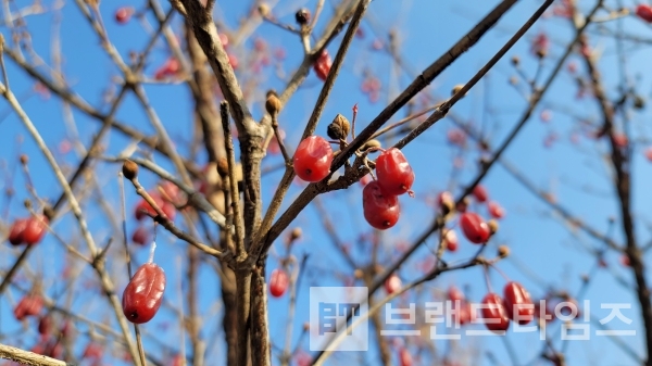 겨울에도 달려 있는 산수유 열매/사진=브랜드타임즈®