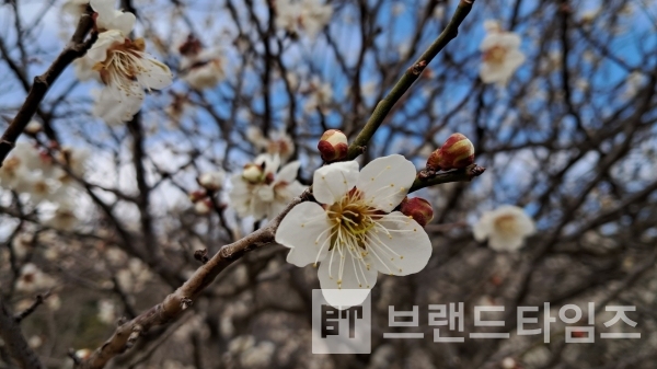 더할 나위 없이 아름다운 꽃/사진=홍은기 작가