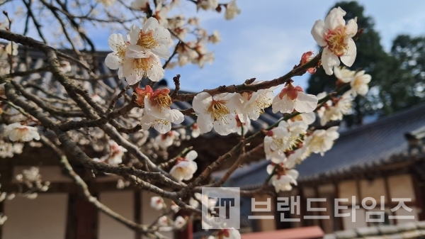 더할 나위 없이 아름다운 꽃/사진=홍은기 작가