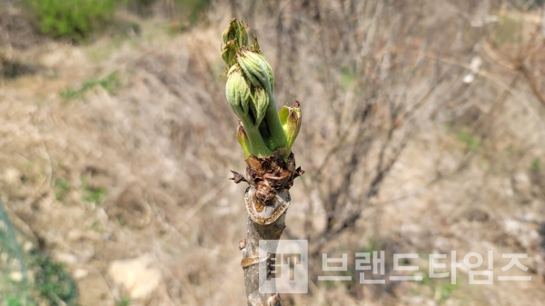 횡성 두릅/사진=브랜드타임즈®