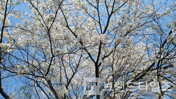 만개한 횡성 벚꽃/사진=브랜드타임즈®
