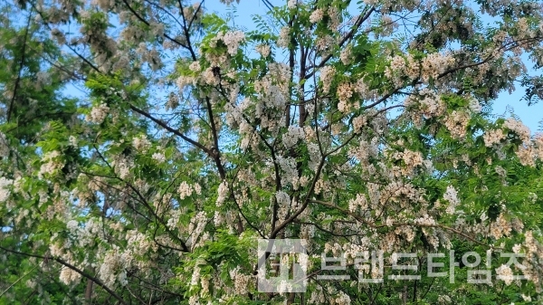 향기로 마을을 뒤 덮은, 활짝 핀 아카시아 꽃/사진=브랜드타임즈®