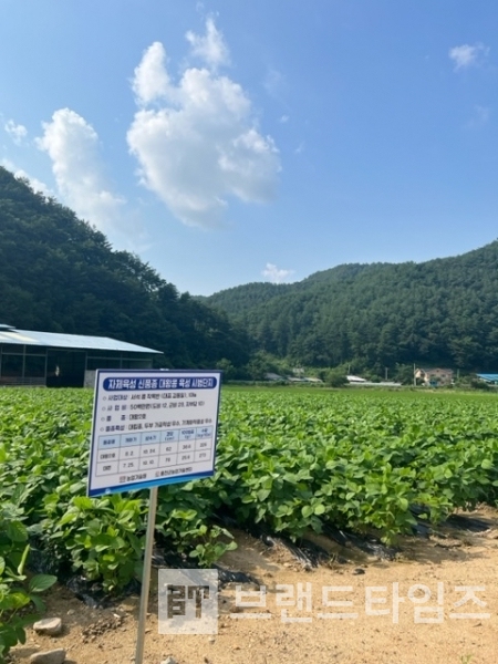 2023년 “대왕콩” 재배 단지/사진=홍천군청