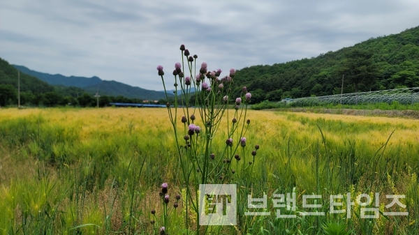 횡성군 어사품 보리/사진=브랜드타임즈