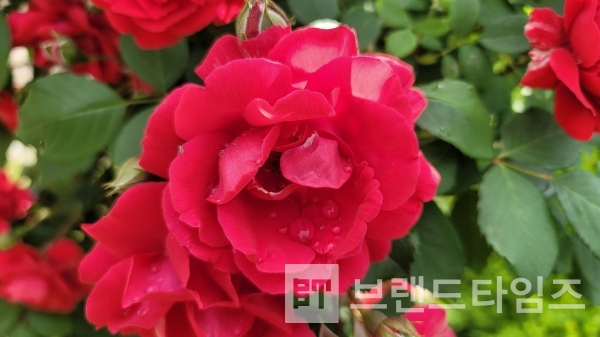 6월을 대표하는 붉은 장미와의 만남/사진=브랜드타임즈