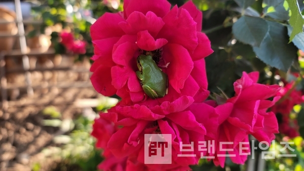 장미의 청개구리에 대한 배려/사진=브랜드타임즈®
