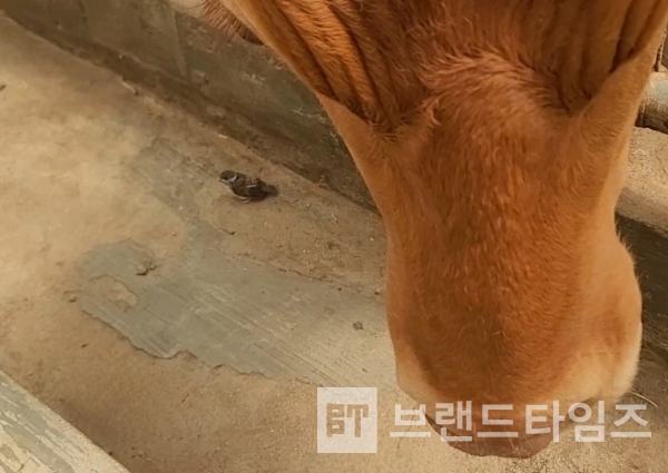 횡성한우®의 아기 참새에 대한 배려/사진=브랜드타임즈®