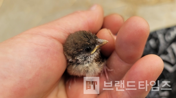 사람의 아기 참새에 대한 배려/사진=브랜드타임즈®