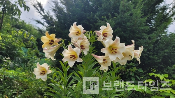 장독대에 핀 백합/사진=브랜드타임즈®