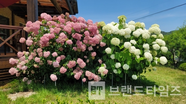 수도가에 핀 수국/사진=브랜드타임즈®