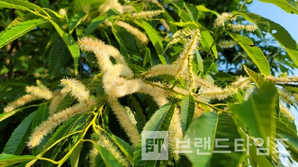 밤꽃/사진=브랜드타임즈®