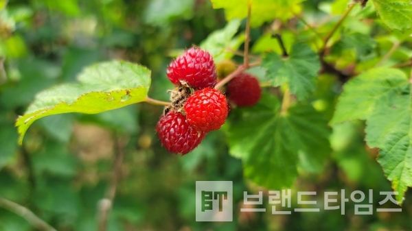 산딸기/사진=브랜드타임즈®