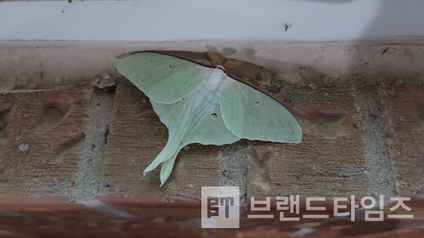 곤충 로봇같은 나방/사진=브랜드타임즈®