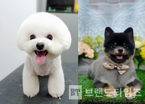 개과천선®에서 미용을 한 반려견 모습/사진=개과천선®