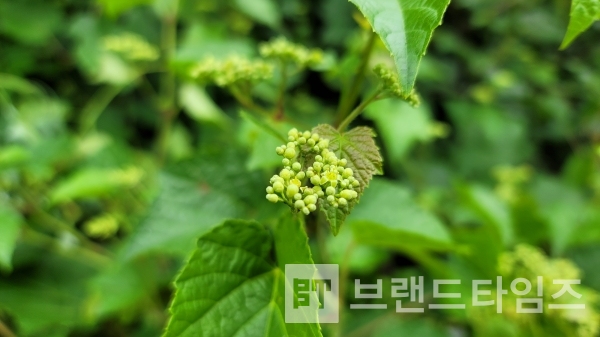 산머루꽃/사진=브랜드타임즈®