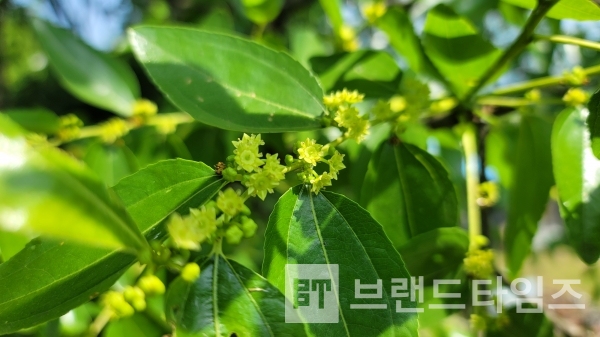 대추꽃/사진=브랜드타임즈®