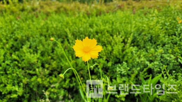 금계국/사진=브랜드타임즈®