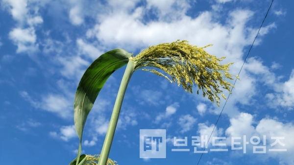 가을을 준비하는 수수/사진=브랜드타임즈®