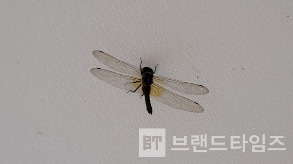 한낮의 더위를 피해 집으로 들어온 잠자리/사진=브랜드타임즈®