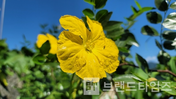 수세미오이꽃/사진=브랜드타임즈