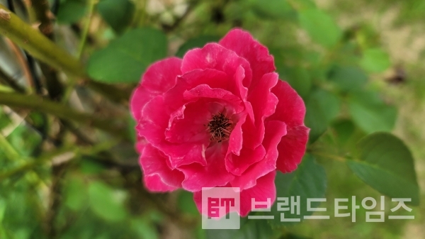 봄에 피었던 나무에서 가을에 또 핀 장미 꽃/사진=브랜드타임즈®