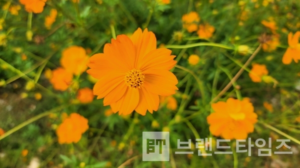 가을의 꽃. 노랑코스모스/사진=브랜드타임즈®
