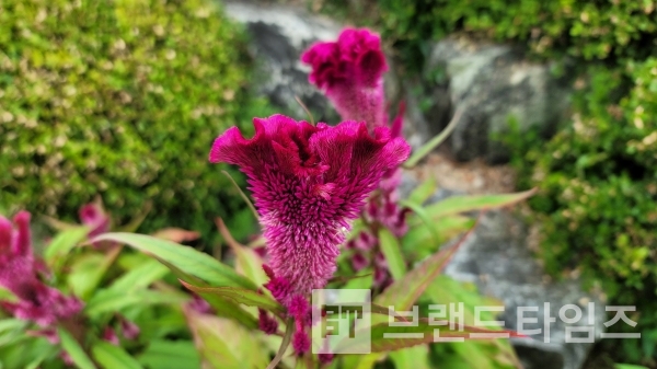 맨드라미꽃/사진=브랜드타임즈®
