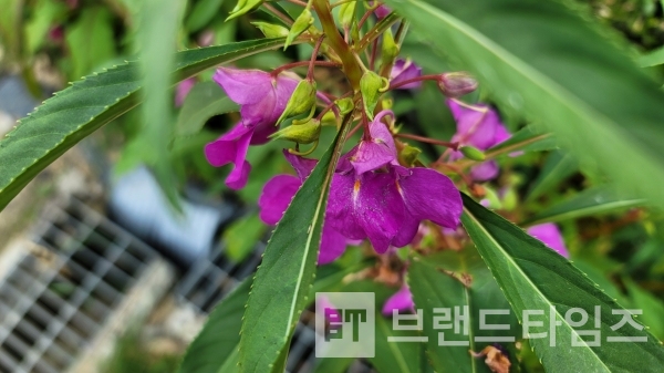 봉숭아꽃/사진=브랜드타임즈®