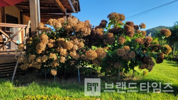 가을 수국/사진=브랜드타임즈®
