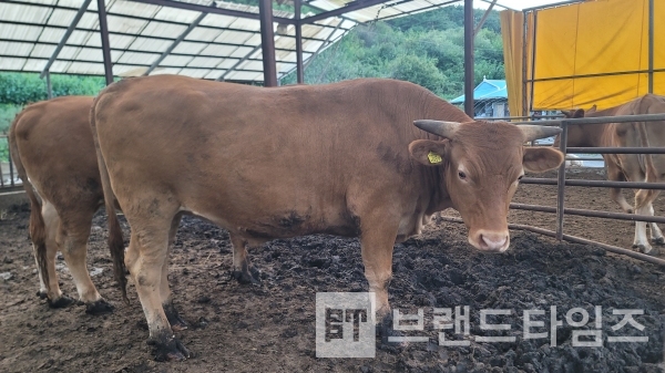추석 준비를 하고 있는 횡성한우/사진=브랜드타임즈